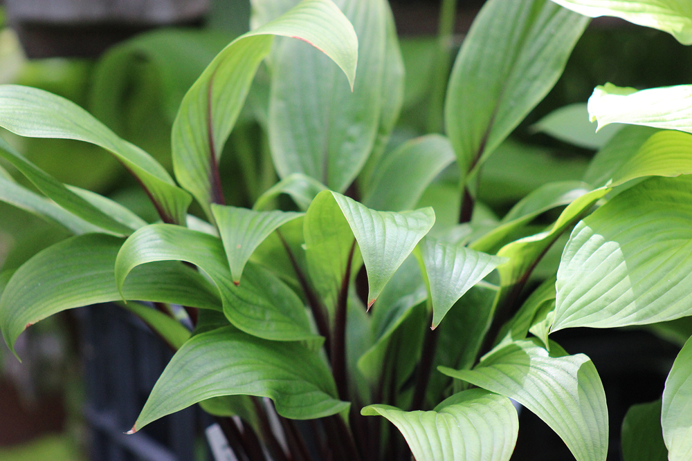 Hosta ‚Considering Concordville‘