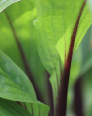 Hosta ‚Considering Concordville‘