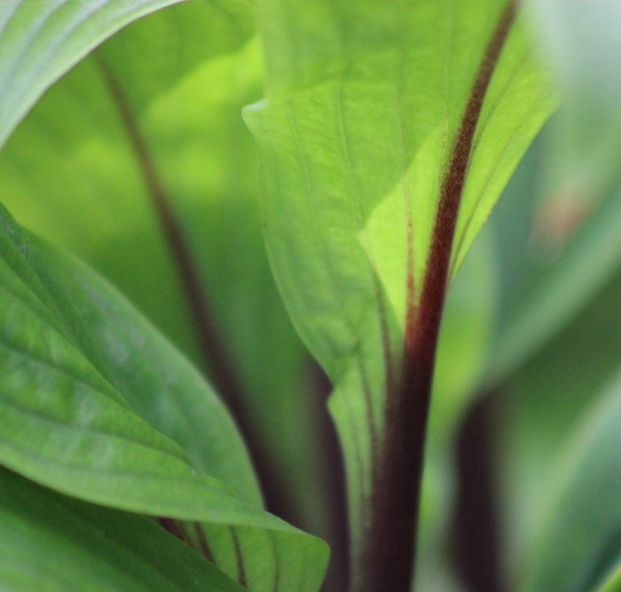 Hosta ‚Considering Concordville‘