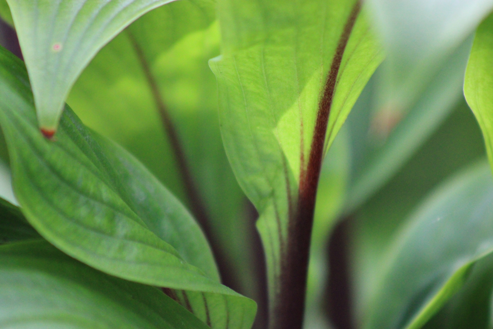 Hosta ‚Considering Concordville‘