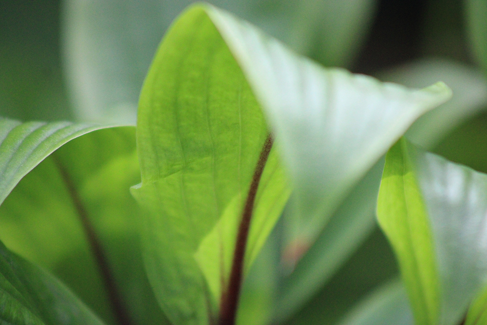 Hosta ‚Considering Concordville‘