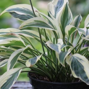 Hosta 'Lakeside Dragonfly'