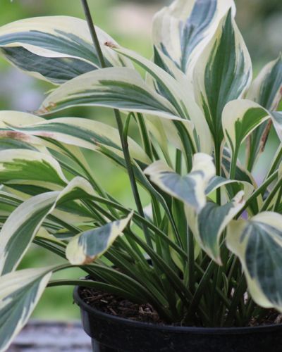 Hosta ‚Lakeside Dragonfly‘
