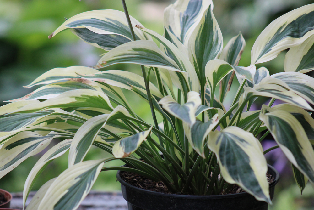 Hosta ‚Lakeside Dragonfly‘