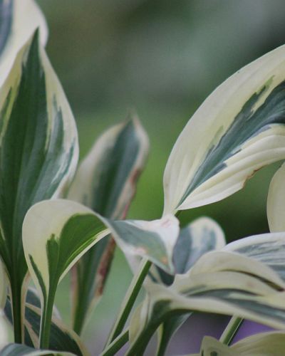 Hosta ‚Lakeside Dragonfly‘