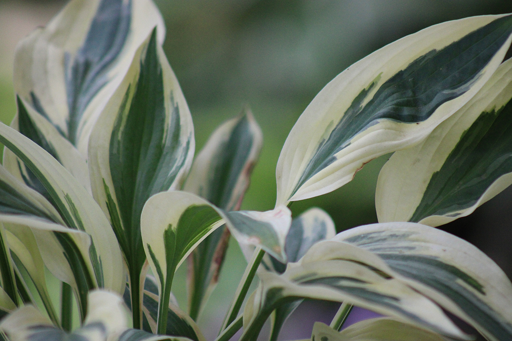 Hosta ‚Lakeside Dragonfly‘