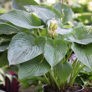 Hosta 'Empress Wu'