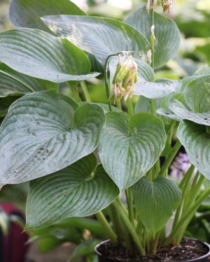 Hosta ‚Empress Wu‘
