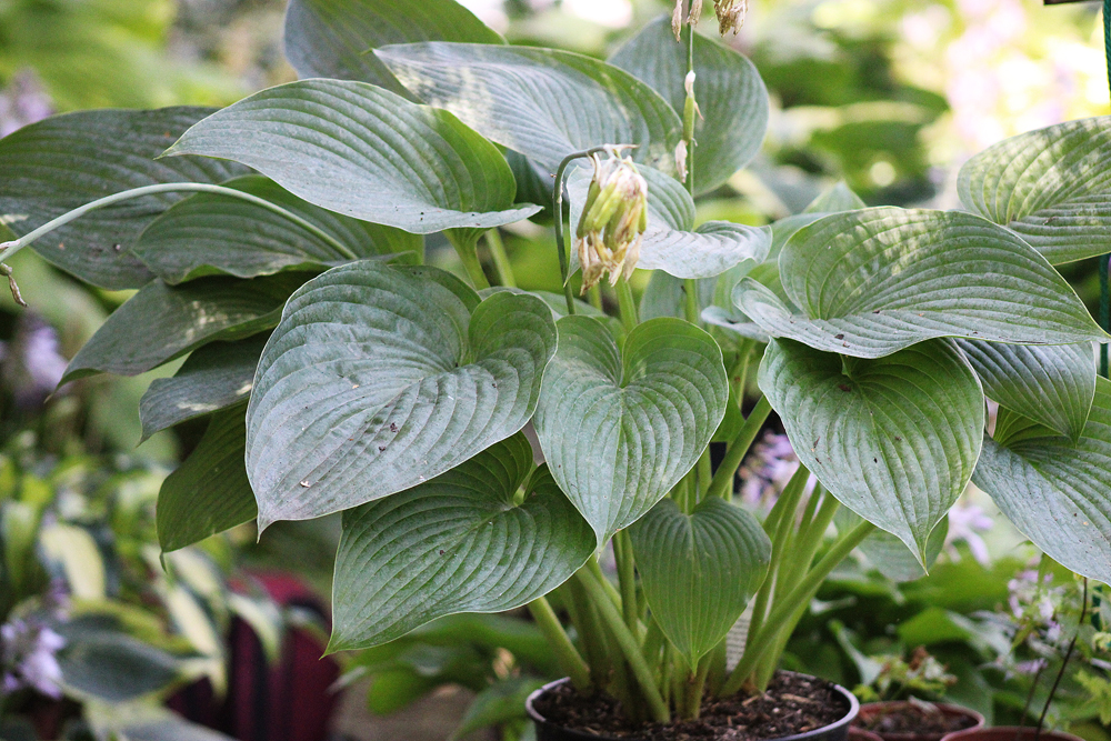 Hosta ‚Empress Wu‘