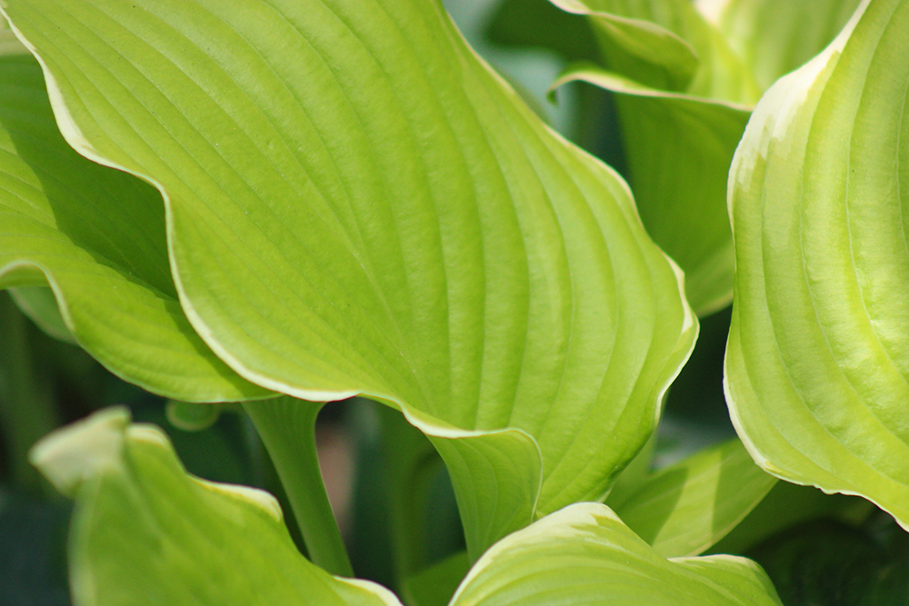 Hosta ‚Lakeside Cha Cha‘
