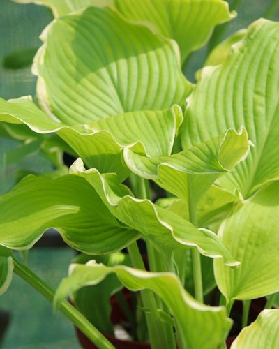 Hosta ‚Lakeside Cha Cha‘