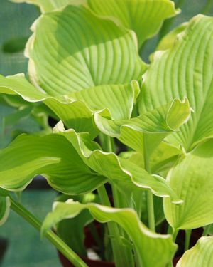 Hosta ‚Lakeside Cha Cha‘