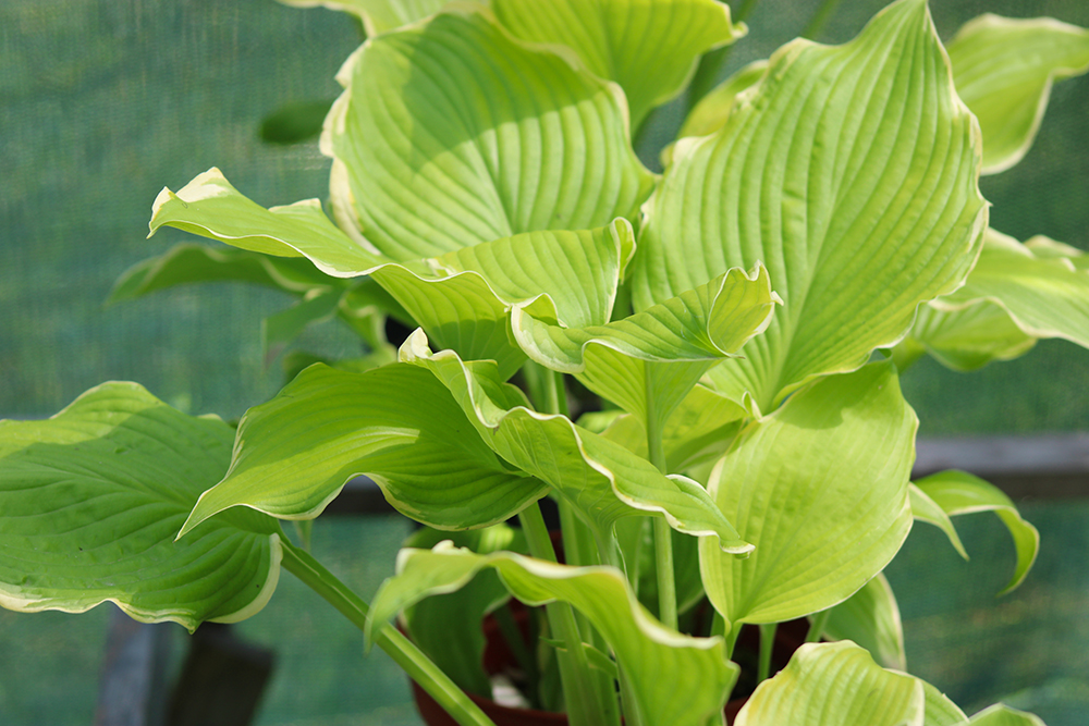 Hosta ‚Lakeside Cha Cha‘
