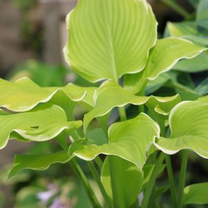 Hosta 'Lakeside Cha Cha'