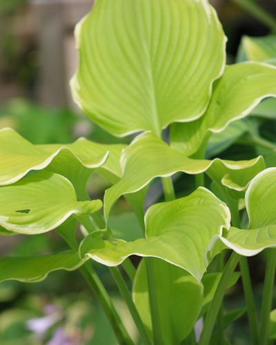Hosta ‚Lakeside Cha Cha‘