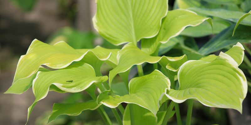 Hosta ‚Lakeside Cha Cha‘