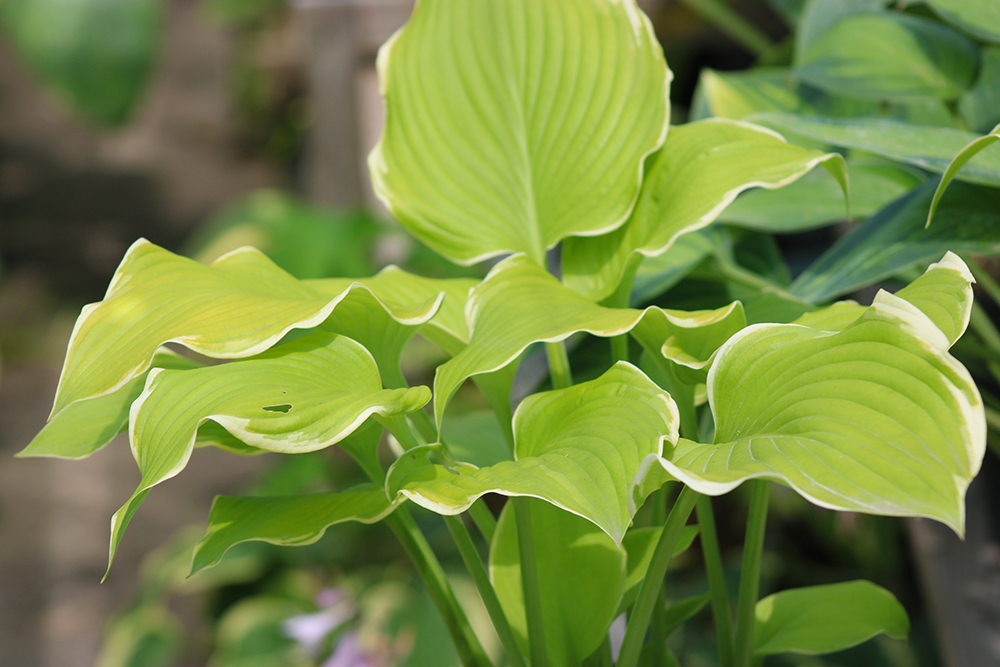 Hosta ‚Lakeside Cha Cha‘