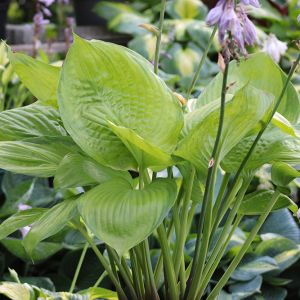 Hosta 'Fran Godfrey'