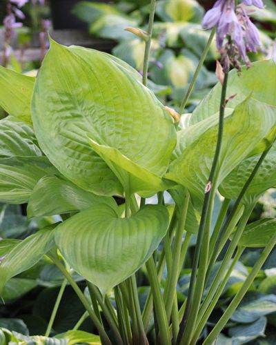 Hosta ‚Fran Godfrey‘