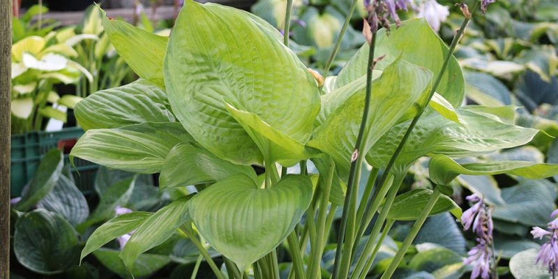 Hosta ‚Fran Godfrey‘