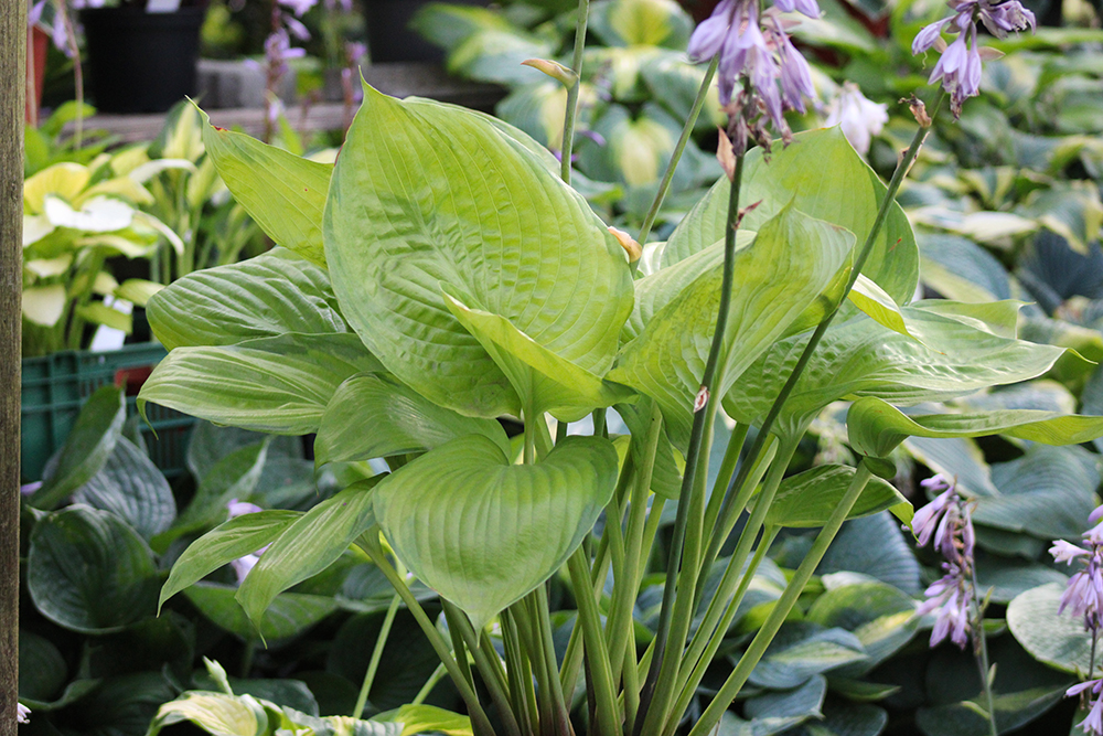 Hosta ‚Fran Godfrey‘