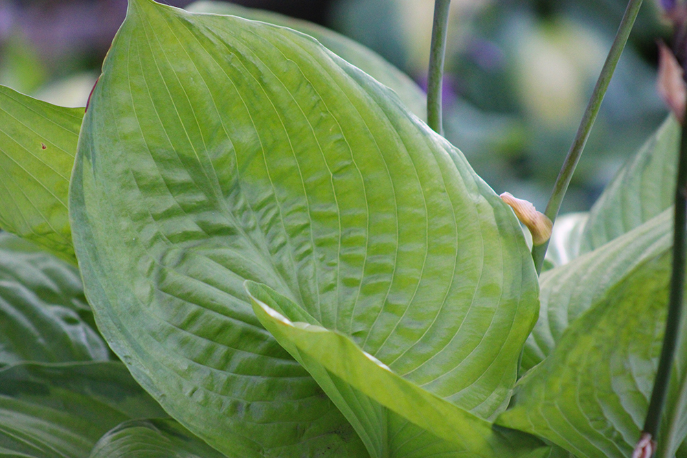 Hosta ‚Fran Godfrey‘