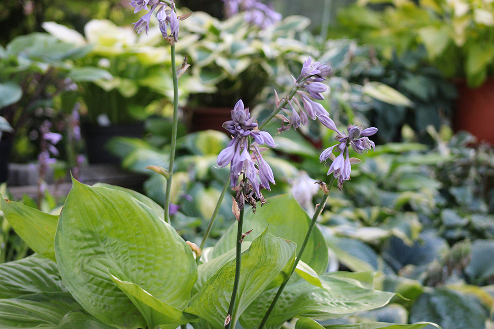 Hosta ‚Fran Godfrey‘