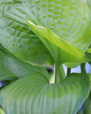 Hosta ‚Fran Godfrey‘