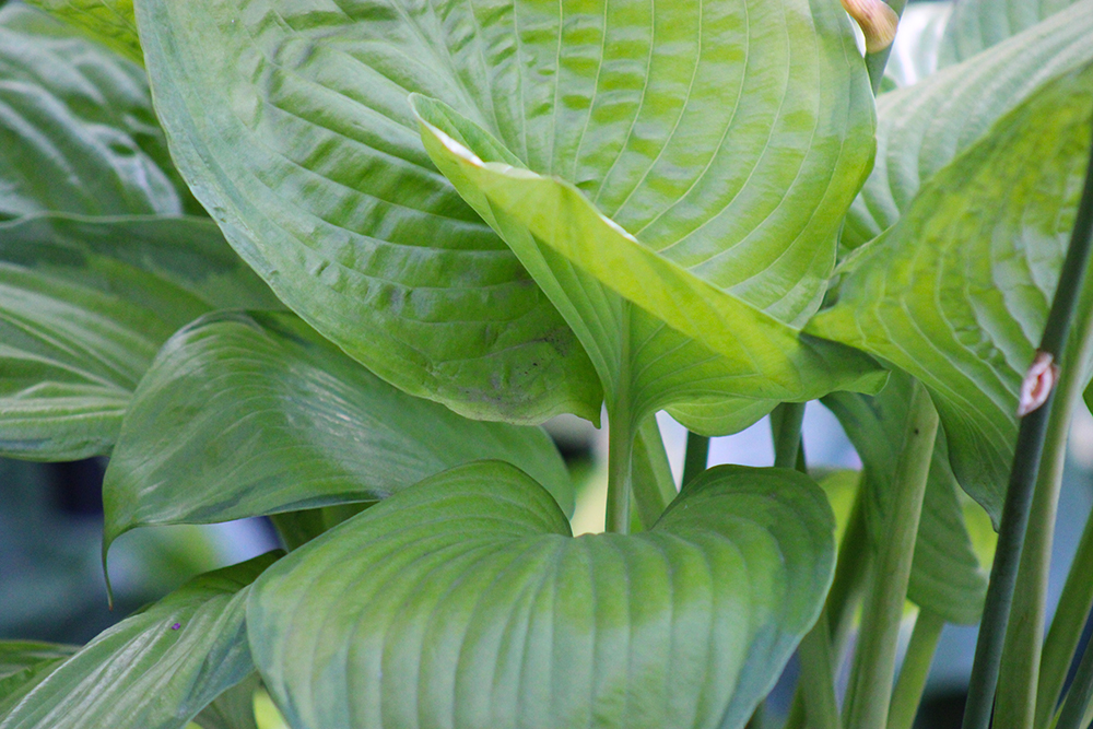 Hosta ‚Fran Godfrey‘
