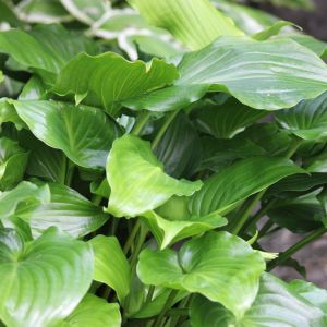 Hosta 'Invincible'