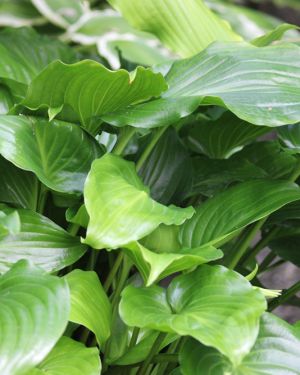 Hosta ‚Invincible‘