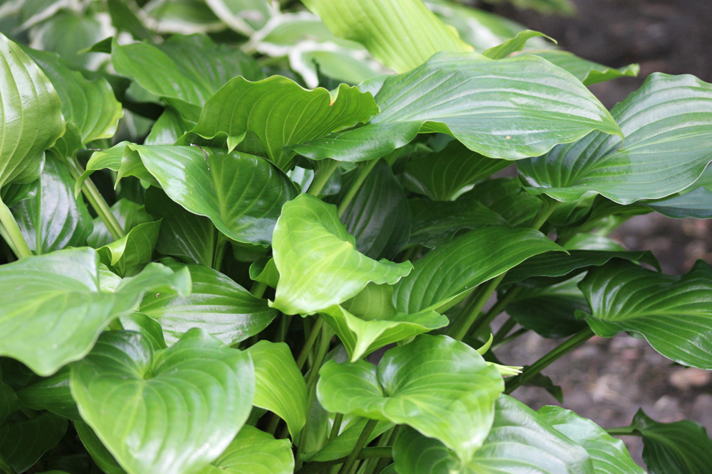 Hosta ‚Invincible‘