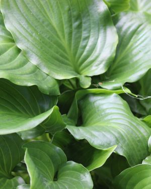 Hosta ‚Invincible‘