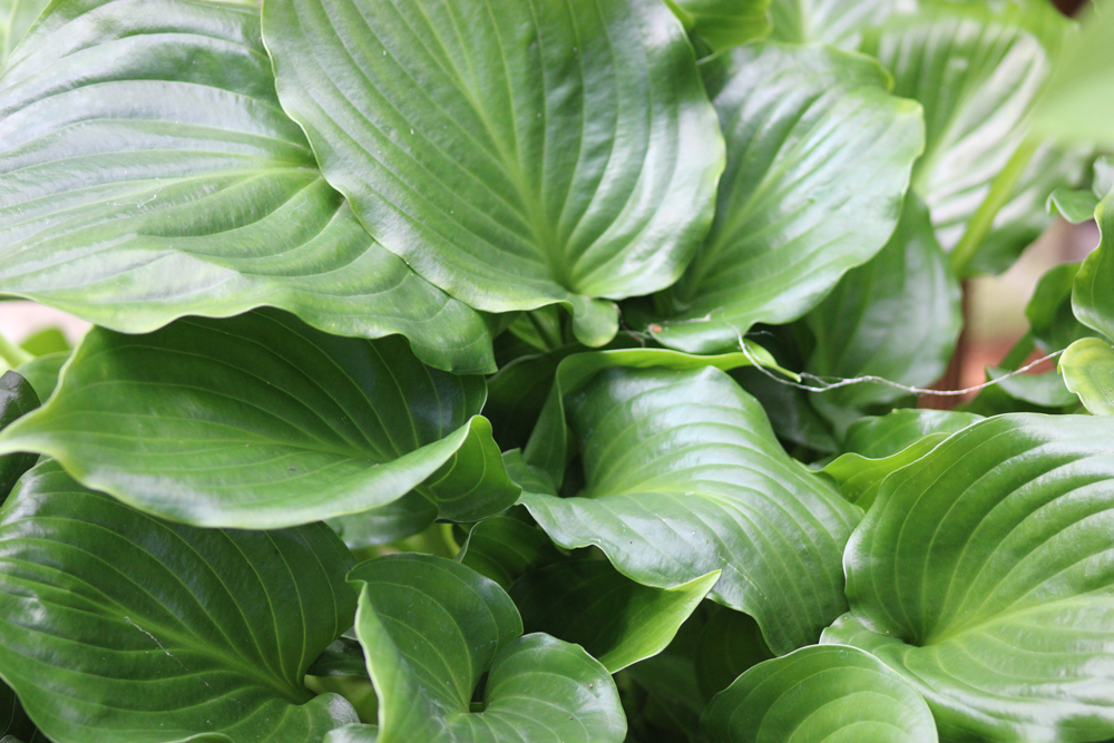 Hosta ‚Invincible‘