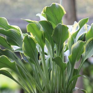 Hosta 'Regal Splendor'