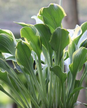 Hosta ‚Regal Splendor‘