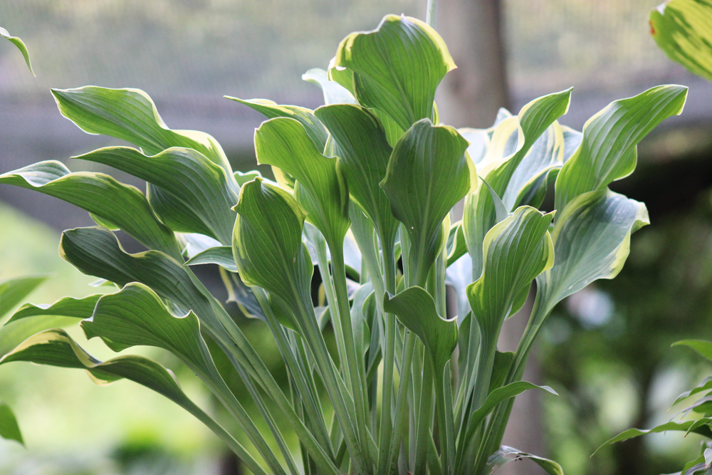 Hosta ‚Regal Splendor‘