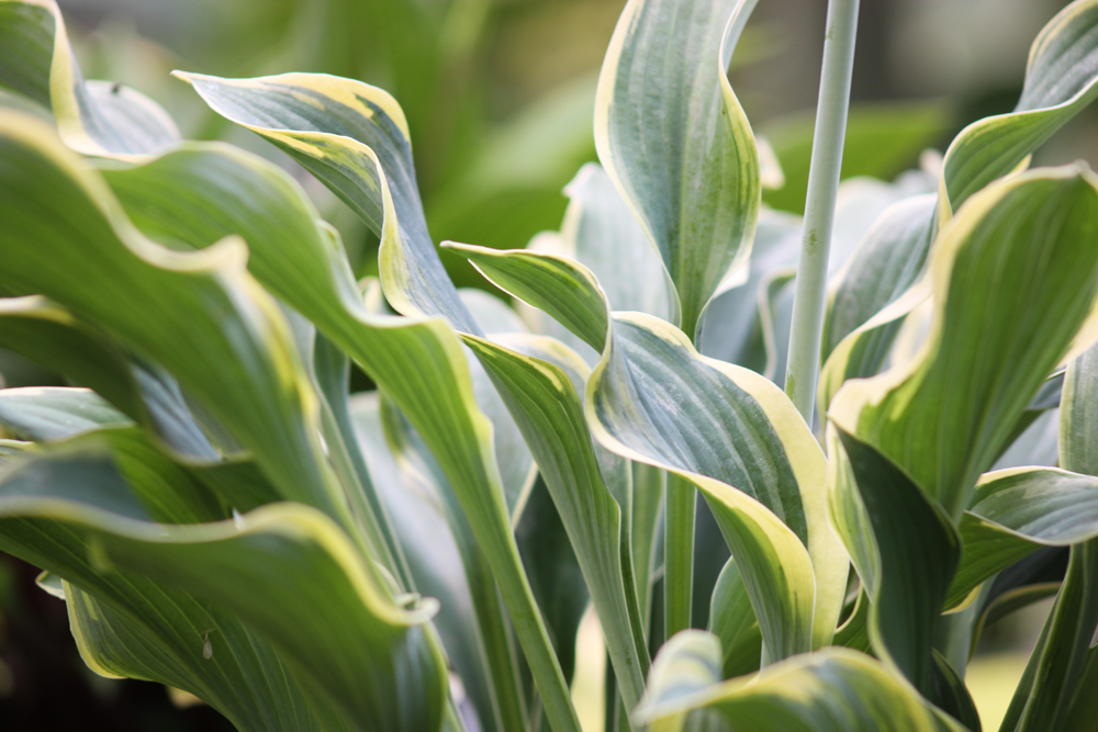 Hosta ‚Regal Splendor‘