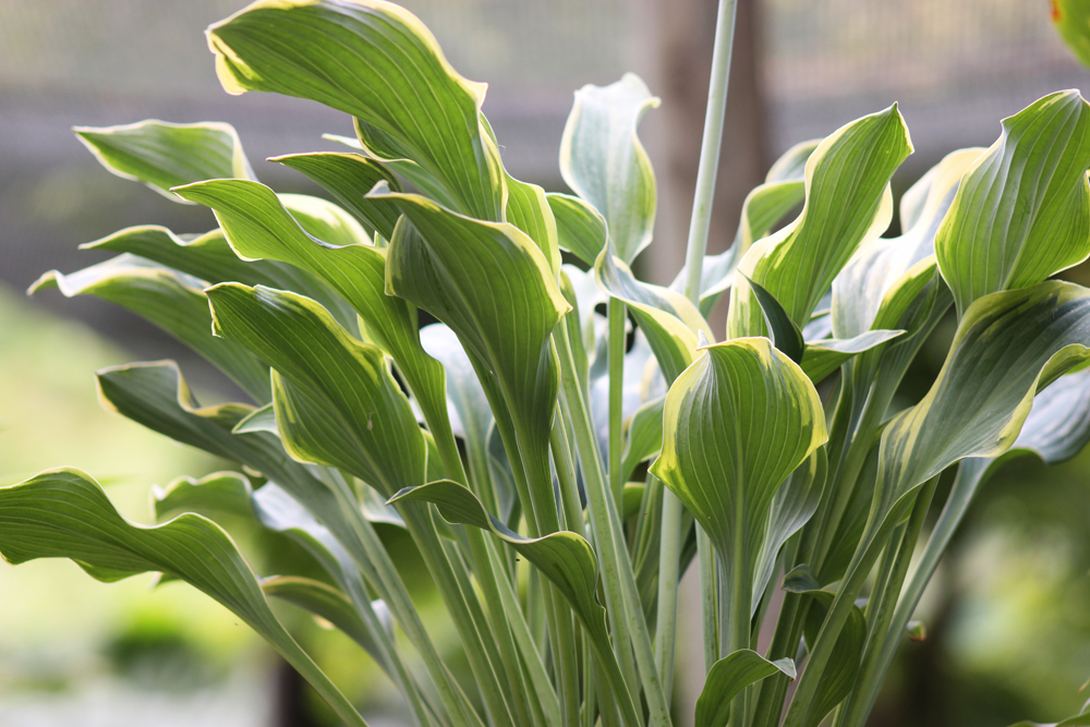 Hosta ‚Regal Splendor‘