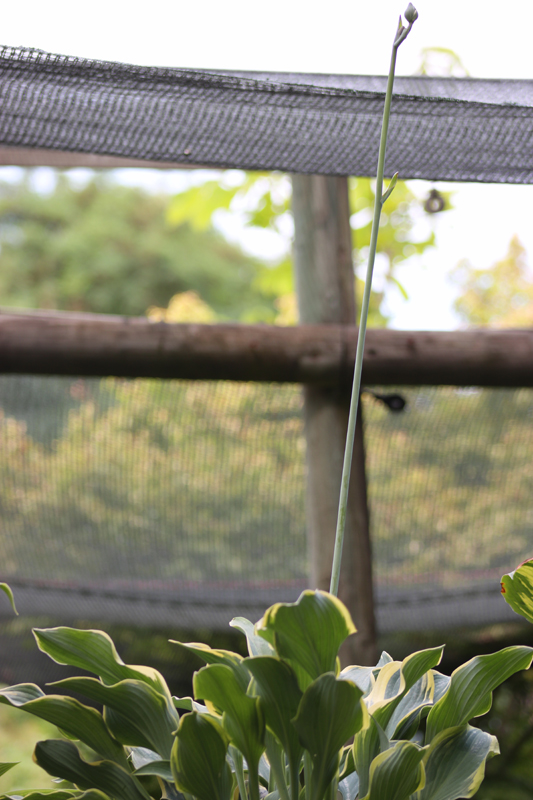 Hosta ‚Regal Splendor‘