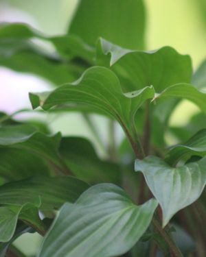 Hosta ‚Little Red Rooster‘