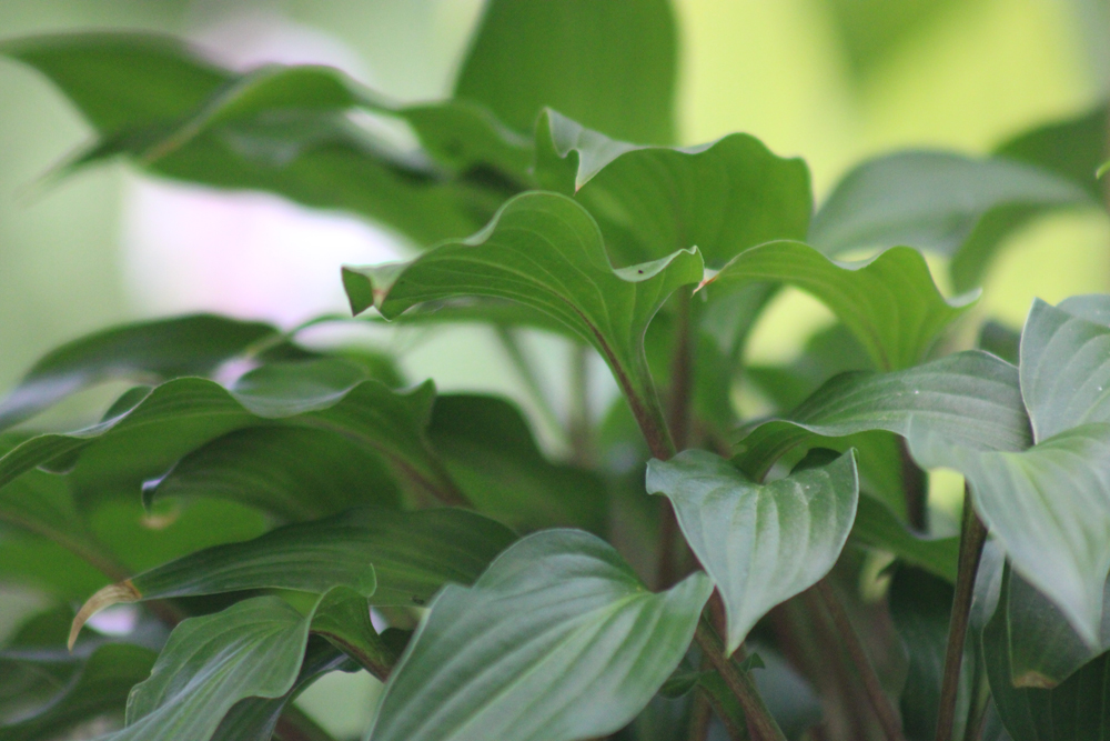 Hosta ‚Little Red Rooster‘
