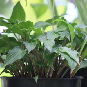 Hosta 'Little Red Rooster'