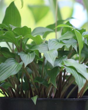 Hosta ‚Little Red Rooster‘