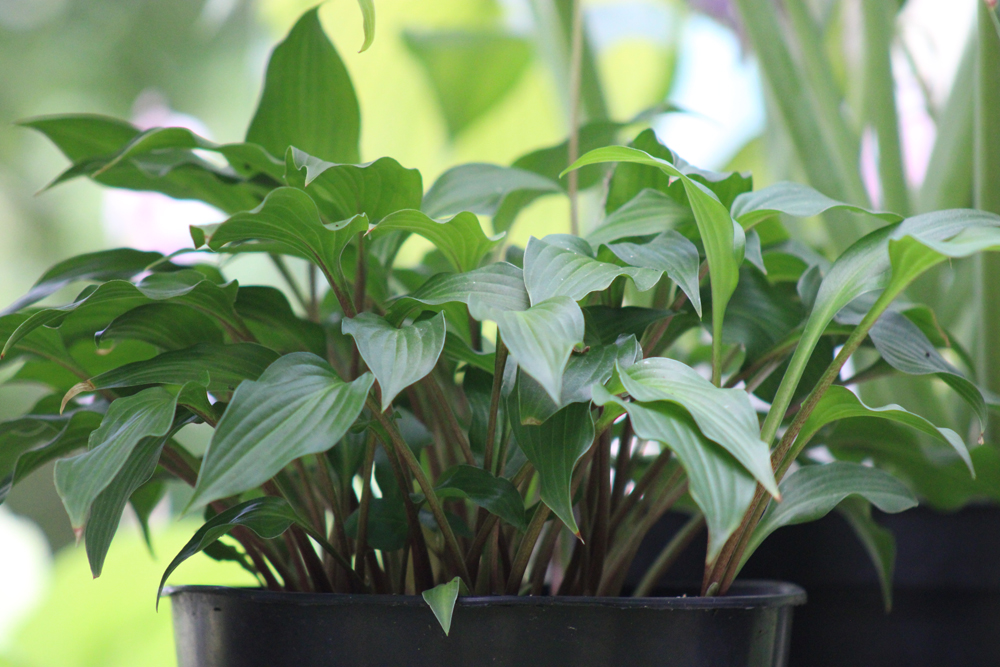 Hosta ‚Little Red Rooster‘