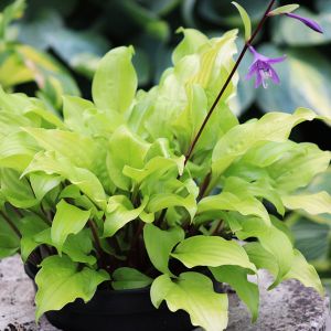 Hosta 'Mango Salsa'