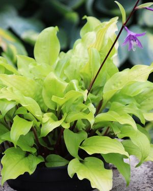Hosta ‚Mango Salsa‘