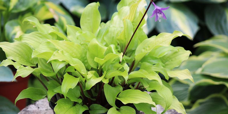Hosta ‚Mango Salsa‘