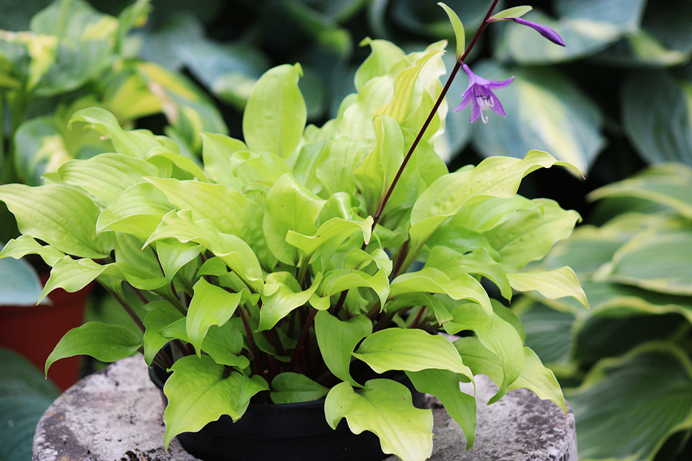 Hosta ‚Mango Salsa‘