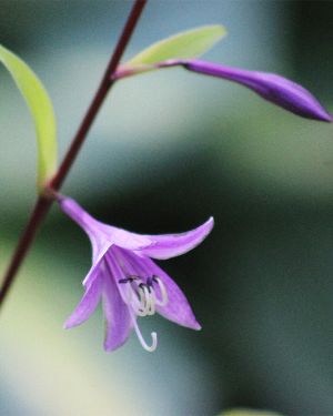 Hosta ‚Mango Salsa‘